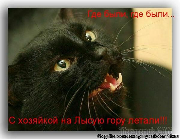 Мир глазами кота
