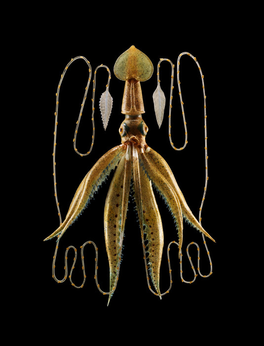 Длиннорукий кальмар (Chiroteuthis veranyi). \ Фото: Guido Mocafico. Cтеклянные шедевры ювелира XIX века, которые служили научным пособием для школ и университетов