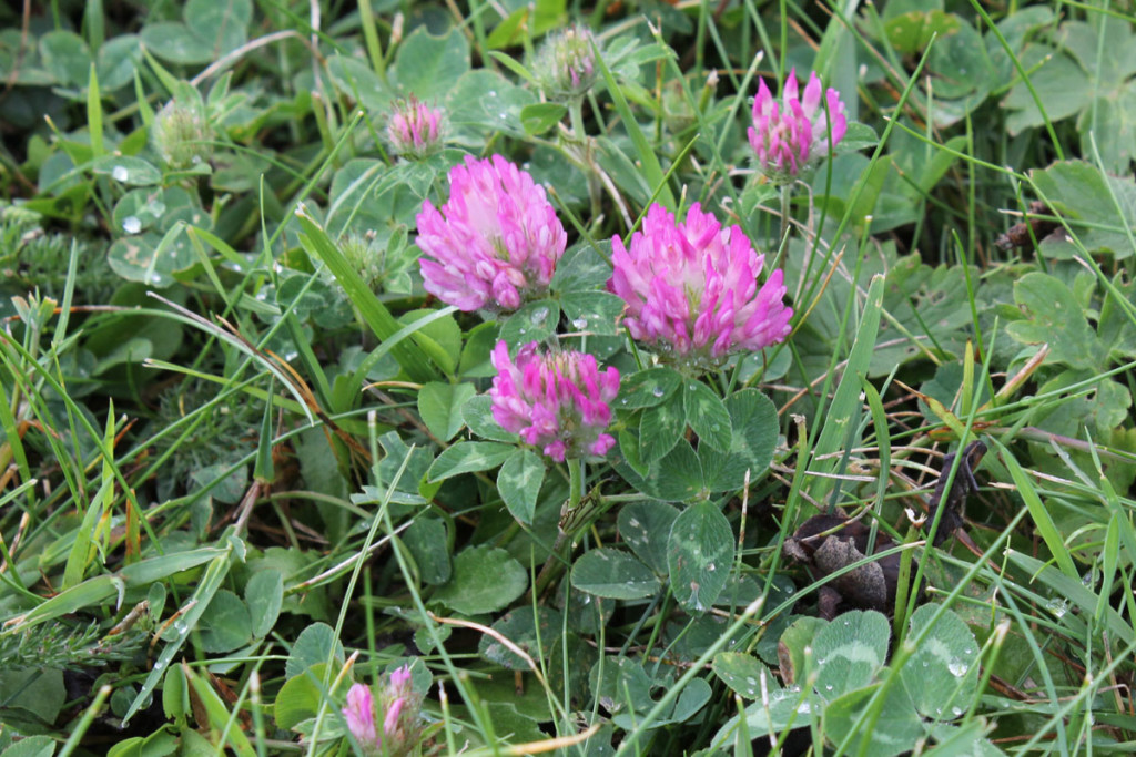 Trifolium pratense