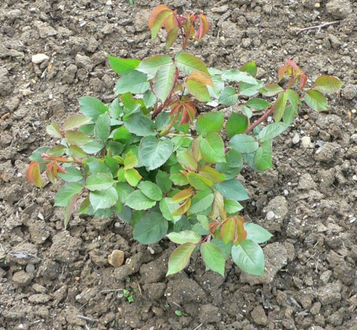Роза (Rosa)