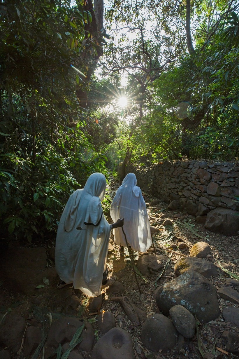 Тысячи оазисов среди пустыни: церковные леса Эфиопии