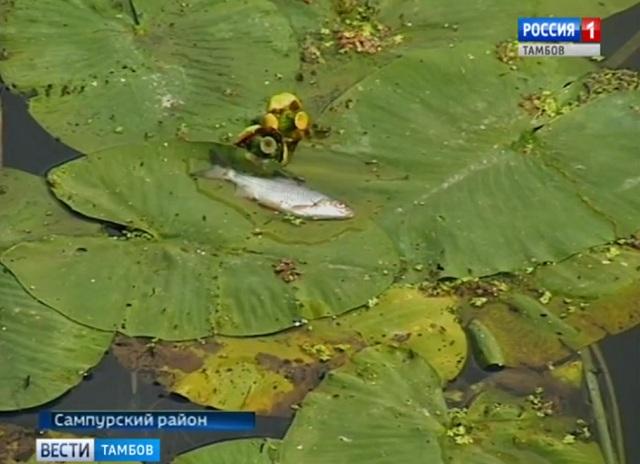 В Сампурском районе в Цне массово гибнет рыба: СК выясняет причины