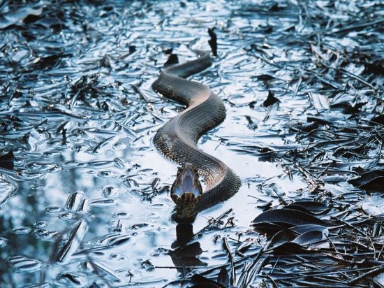 Новые снимки фотокорреспондентов National Geographic