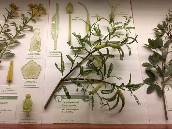 Стеклянный образец мескита (mesquite) на выставке, созданный Леопольдом и Рудольфом Блашкой, 1896 год, Гарвардский Музей Естественной истории. \ Фото: lindahall.org. Cтеклянные шедевры ювелира XIX века, которые служили научным пособием для школ и университетов