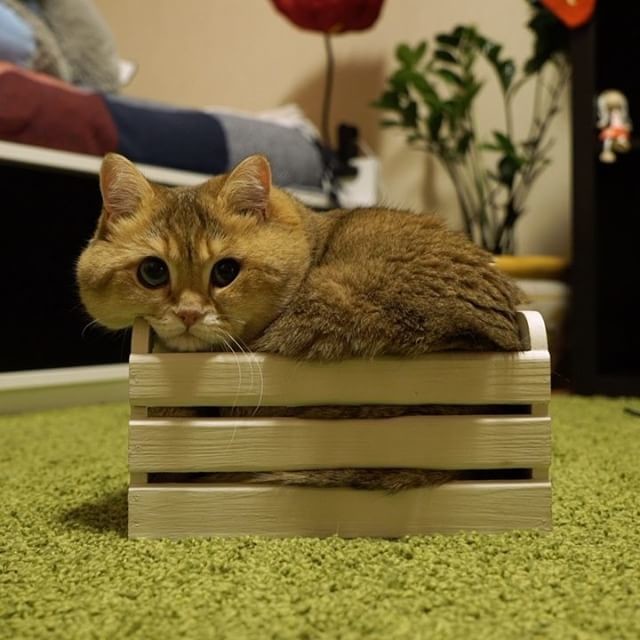 Хосико — настоящий Кот в сапогах из Шрека Хосико — настоящий Кот в сапогах из Шрека