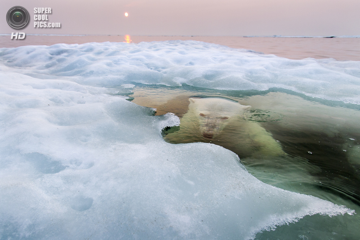 Лучшие снимки фотоконкурса National Geographic 2013