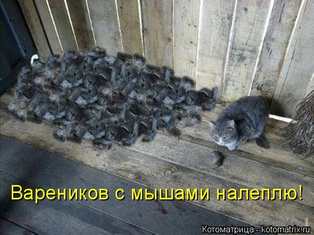 Лучшие котоматрицы недели Лучшие котоматрицы недели