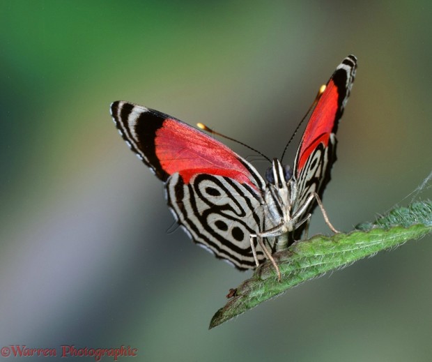 89 Butterfly (Callicore aurelia)