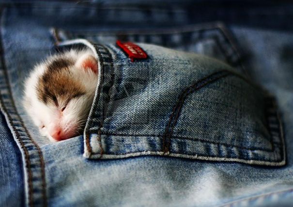 20 спящих котят, которые постигли науку сна в совершенстве спящие котята, котята спят