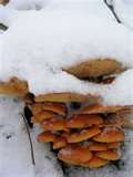 рождественский гриб в карловых варах
