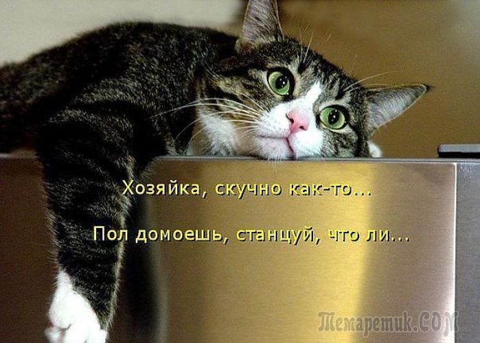 Мир глазами кота