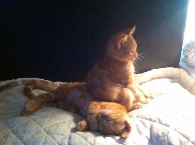 В этих фотографиях вся суть котов