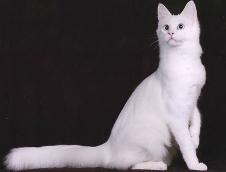 Кошки-блондинки