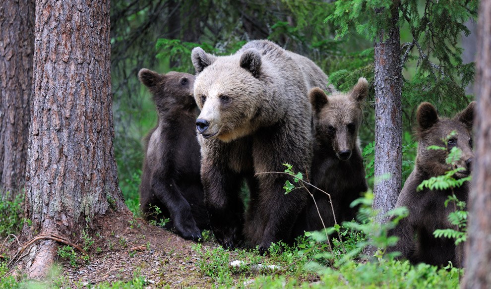 Медведи финских лесов