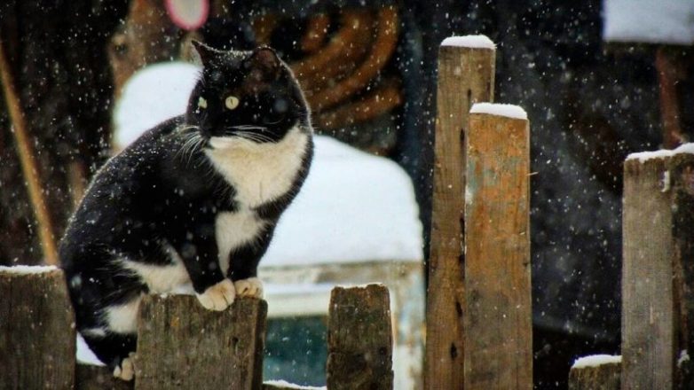 Колоритные уличные коты