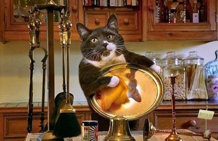 Идеальный котЭ