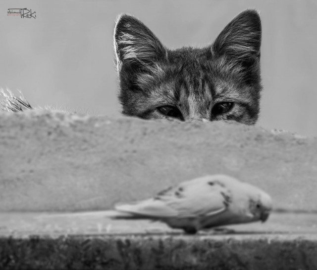 ЧТЕНИЕ ДЛЯ БЕЗЗАВЕТНЫХ КОШКОЛЮБОВ. Признаки кошачьей любви. ЧТЕНИЕ ДЛЯ БЕЗЗАВЕТНЫХ КОШКОЛЮБОВ. Признаки кошачьей любви.