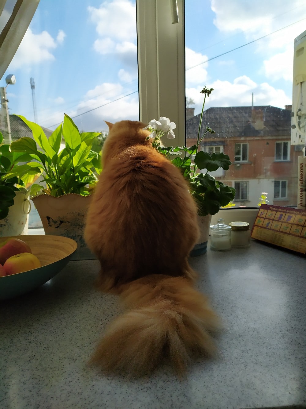 дом для кота кот у окна