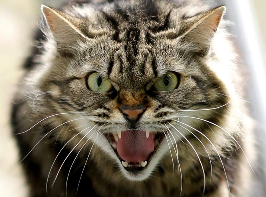 Обожаю котов!