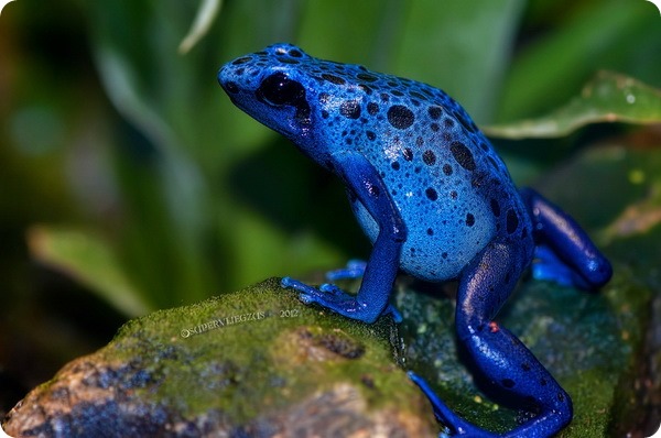 Голубой древолаз (лат.Dendrobates azureus) Голубой древолаз (лат.Dendrobates azureus)