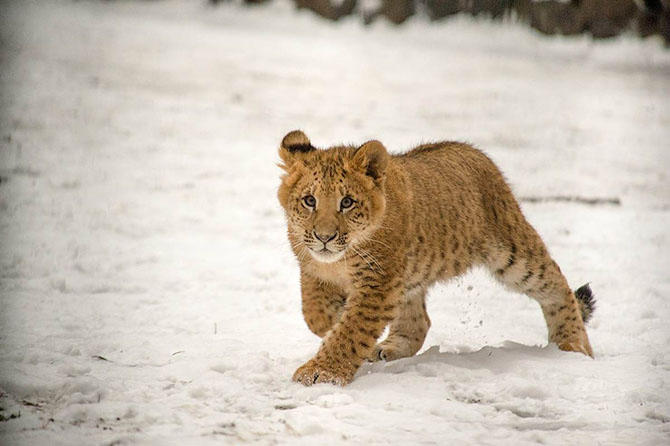 Животные в фотографиях