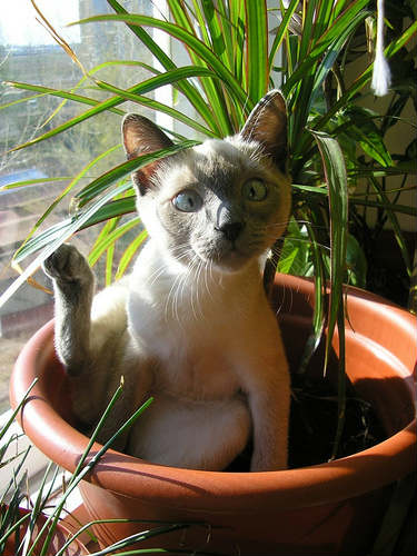 http://coshci.ru/wp-content/uploads/2013/10/koshka-gadit-v-cvety.jpg