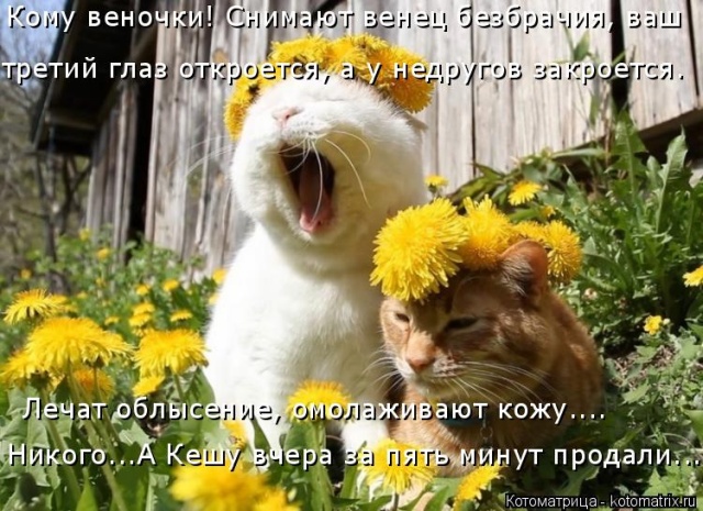 Лучшие котоматрицы недели Лучшие котоматрицы недели