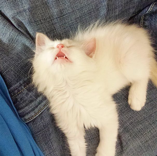 20 спящих котят, которые постигли науку сна в совершенстве спящие котята, котята спят