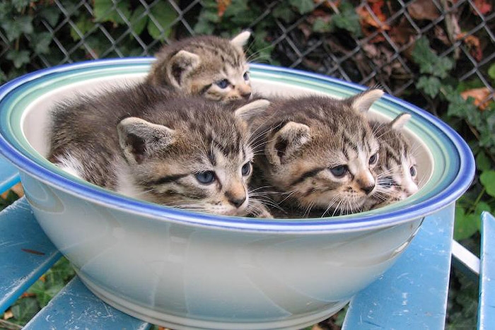 Милейшие котики принимающие любую форму Милое,коты,кошки, коробка,ёмкость.ваза