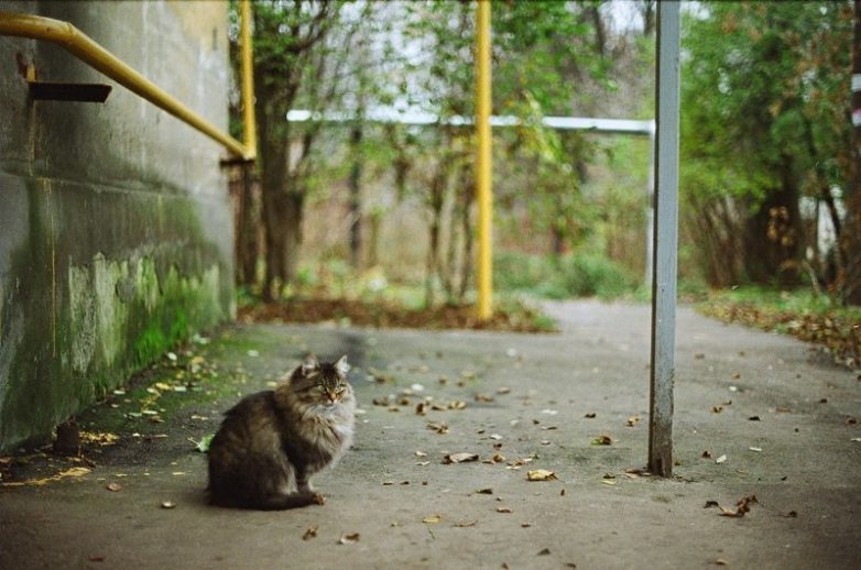 Колоритные уличные коты