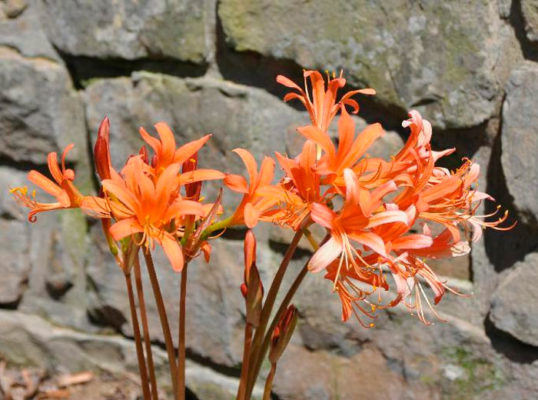 Lycoris sanguinea