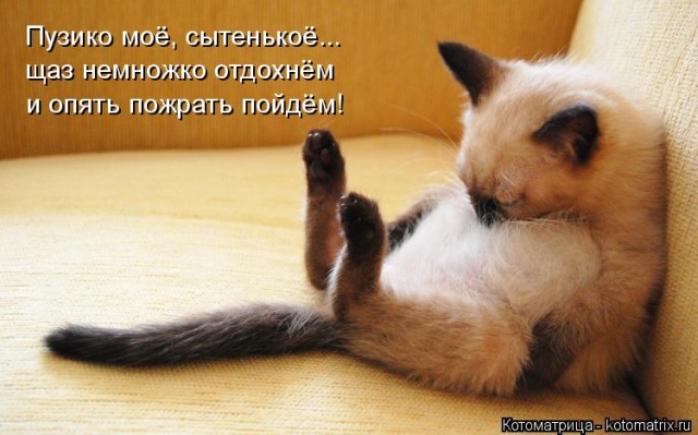 Лучшие котоматрицы недели Лучшие котоматрицы недели