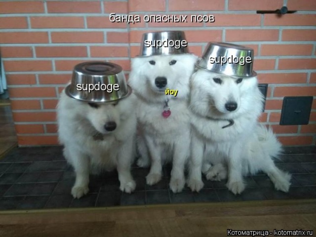 Лучшие котоматрицы недели Лучшие котоматрицы недели