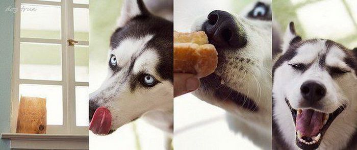 животные, собаки