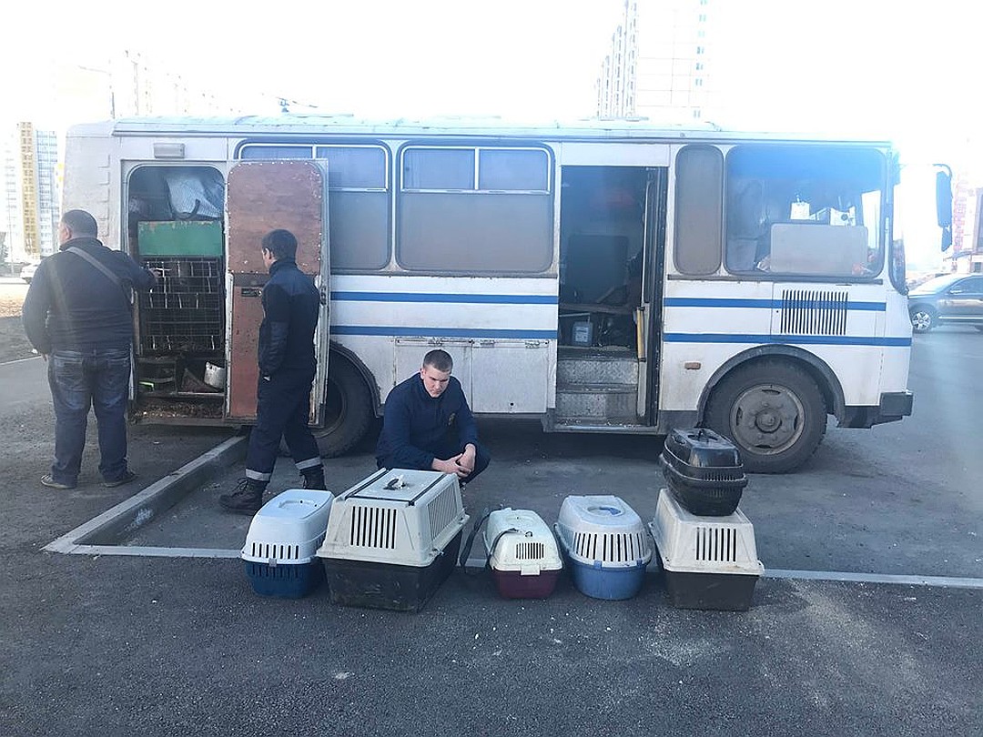Хорьки сидят в переносках, в которых нельзя находиться более двух часов. Фото: Вачаган Даллакян.