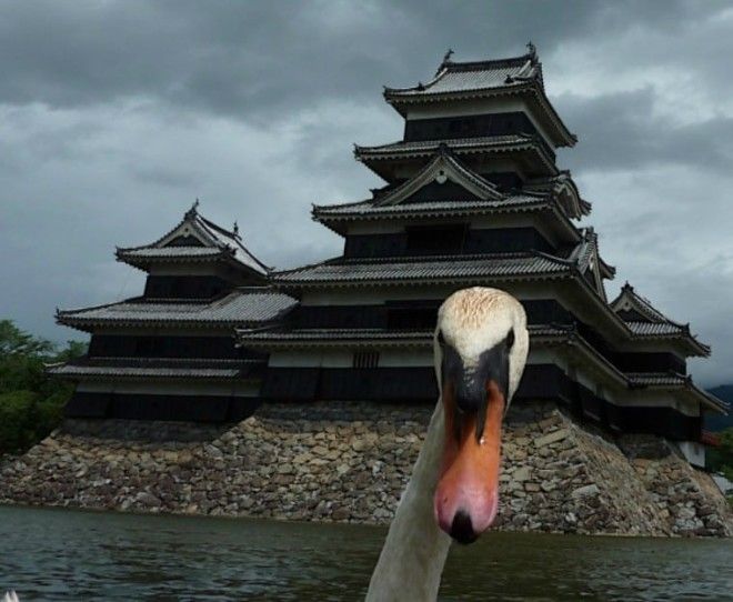 15 фотографий животных которые внезапны как дрель в женской сумочке