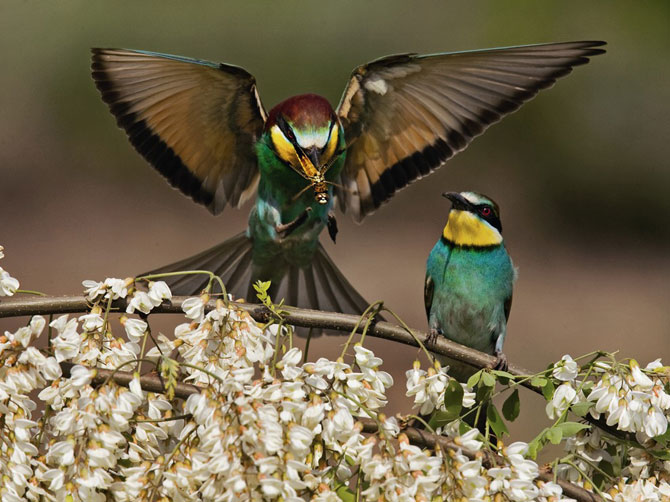 Лучшие фотографии National Geographic в июле