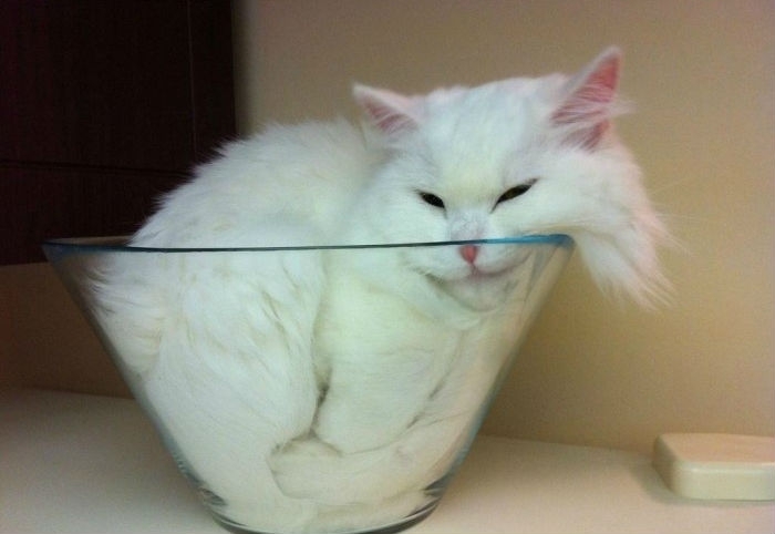 Милейшие котики принимающие любую форму Милое,коты,кошки, коробка,ёмкость.ваза