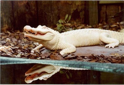       Gatorland (6 )