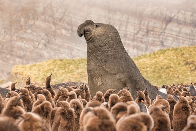 Фотографии National Geographic 2018 Натура, животные, природа