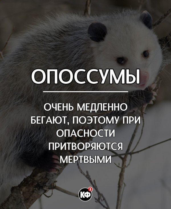 Краткие факты Краткие факты