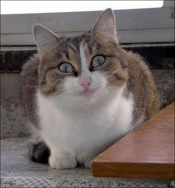 Притча о доноре. Притча о доноре.