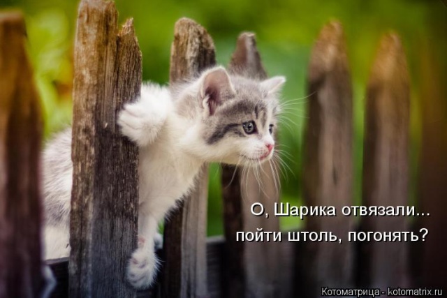 Лучшие котоматрицы недели Лучшие котоматрицы недели