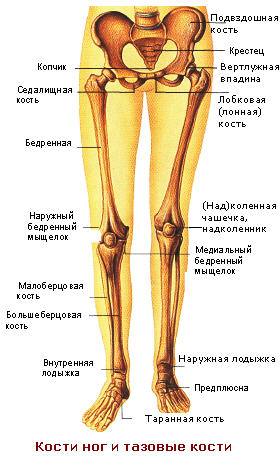 Косметология кожа ног Косметология кожа ног