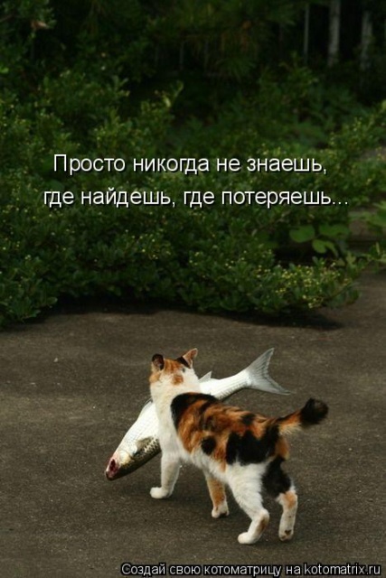 Лучшие котоматрицы недели Лучшие котоматрицы недели
