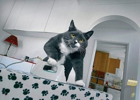 Идеальный котЭ