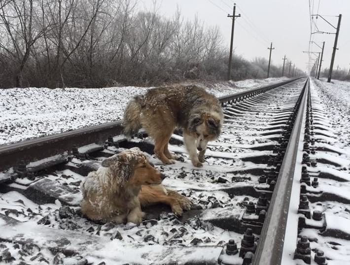 Пёс два дня не отходил от своей подруги, которая лежала на рельсах, получив травму