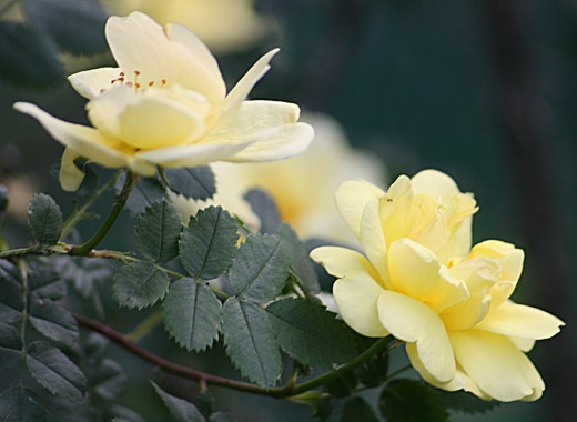 Роза (Rosa)