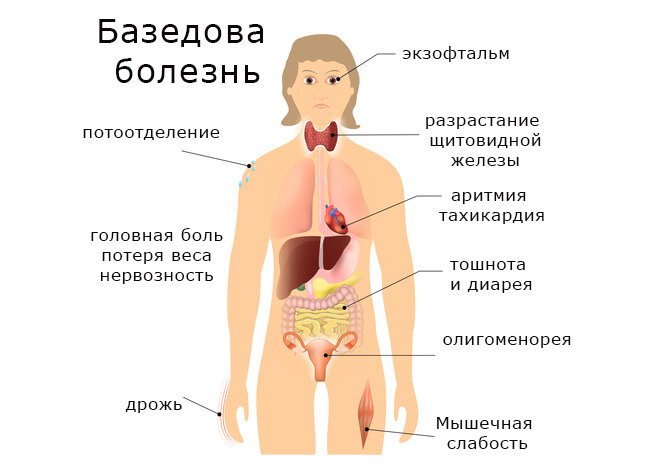 Гормоны щитовидной железы влияют на весь организм. Простой тест дома