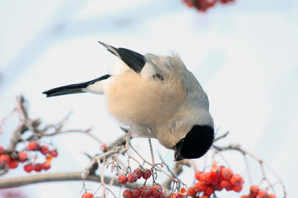 �� ������� �������...